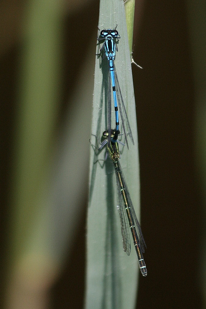 C. puella, L.quadrimaculata Somatochlora (?) dal Lago Gller